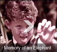 Memory of an Elephant
